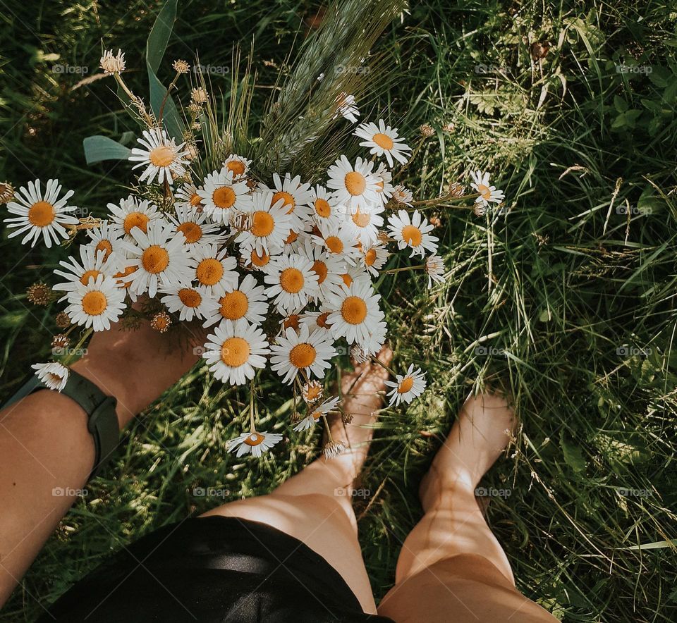 A bouquet of the first spring daisies among the green grass