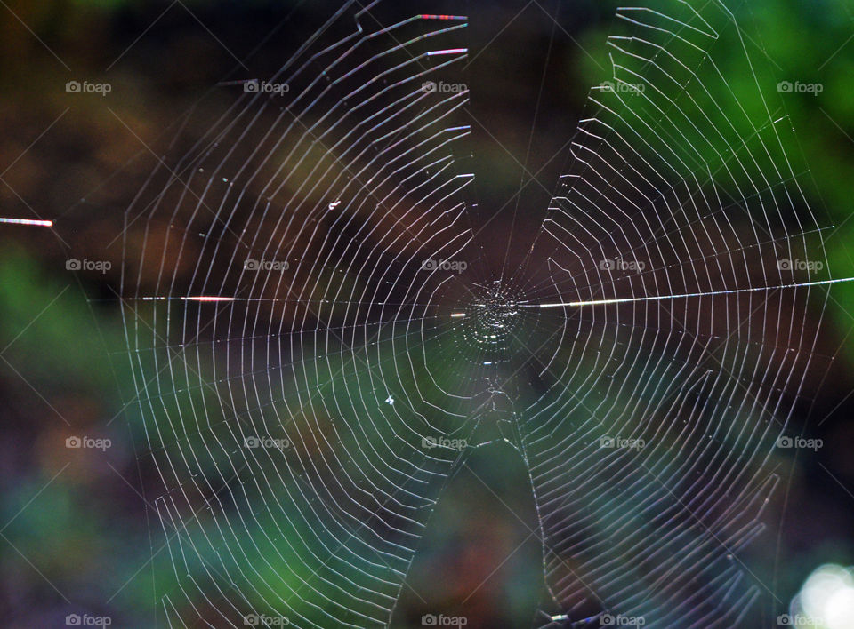 Spider web