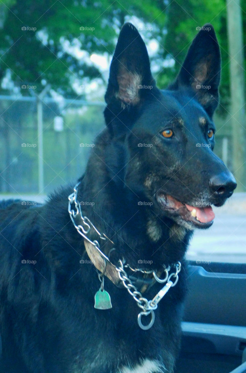 Beautiful German Shepard Guard Dog, very alert! 