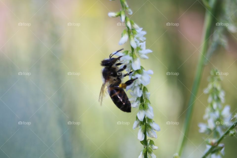 Bee on a flower