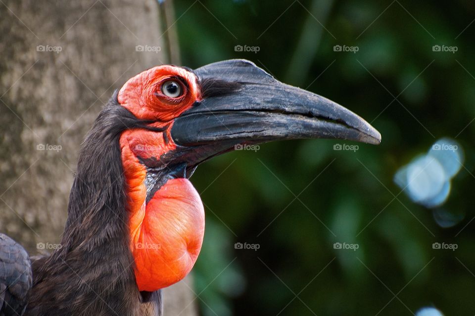 southern ground hornbill (Bucorvus leadbeateri)