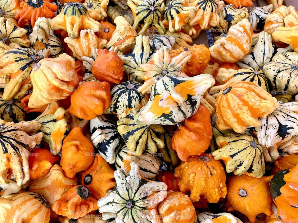 Squash’s harvest. Many orange squashes top view 