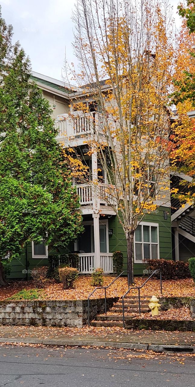 charming green and white building surrounded by orange trees and fallen leaves in Oregon on an Autumn afternoon