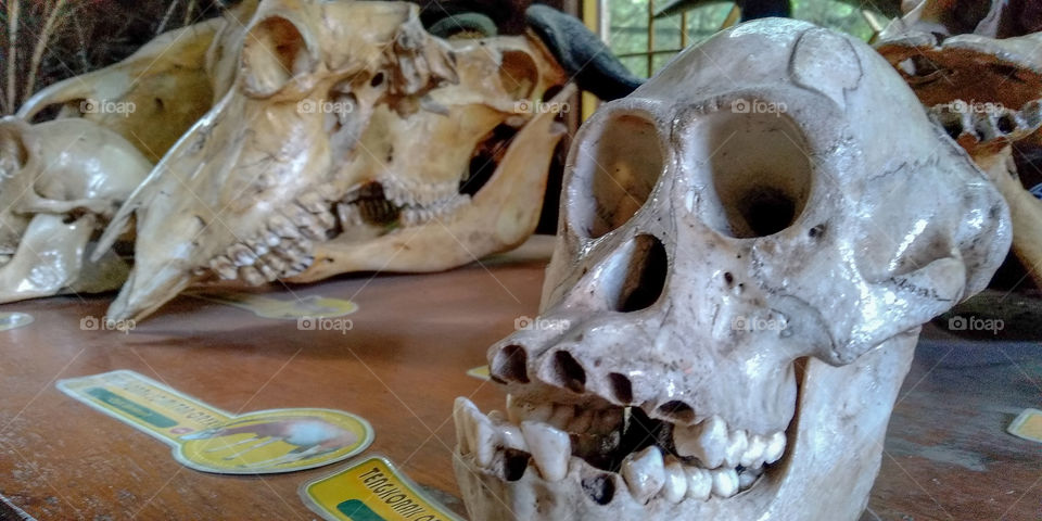 this is the skull of an ape