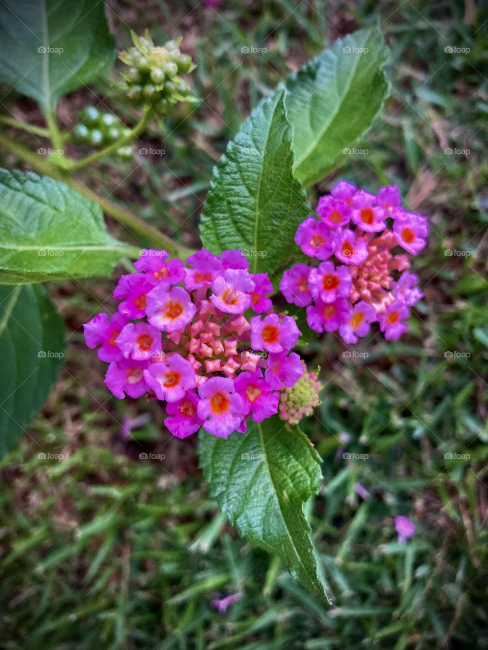 🌹 🇺🇸 Very beautiful flowers to brighten our day.  Live nature and its beauty. Did you like the delicate petals? / 🇧🇷 Flores muito bonitas para alegrar nosso dia. Viva a natureza e sua beleza. Gostaram das pétalas delicadas? 