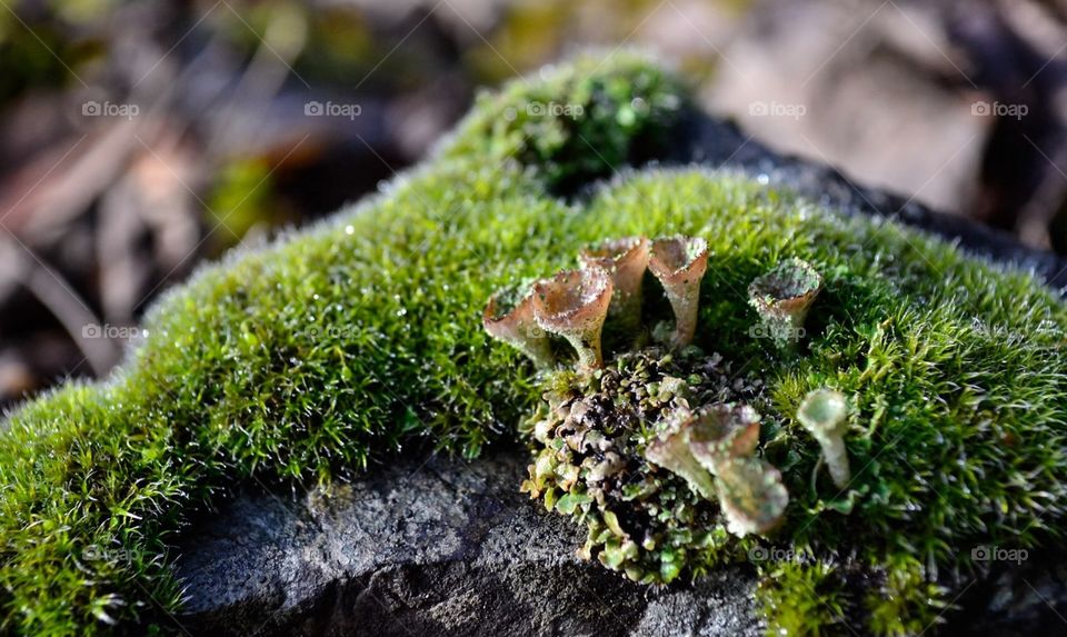 Details. Moss and small mushroom on Green stone 
