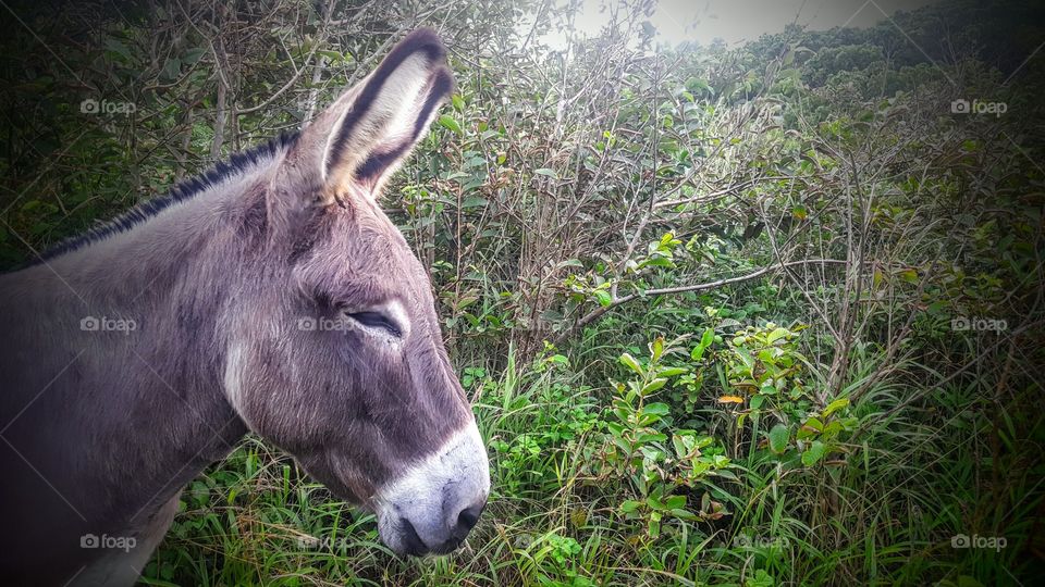 donkey profile head shot.