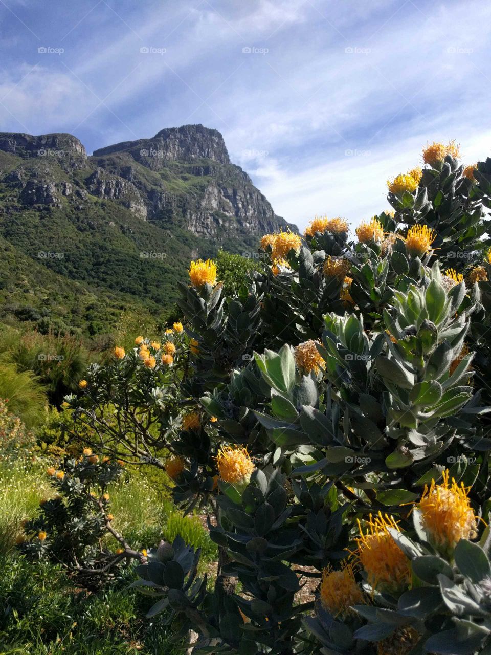 Kirstenbosch, South Africa detail of flower with Lion's head mountain