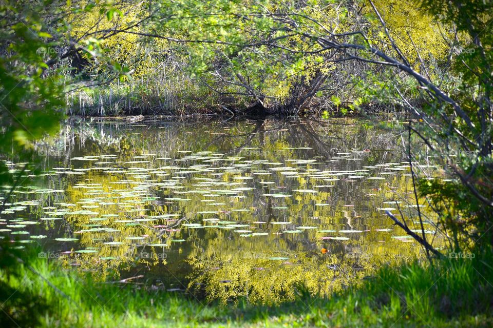 A mirror like inlet seen through the frame of trees