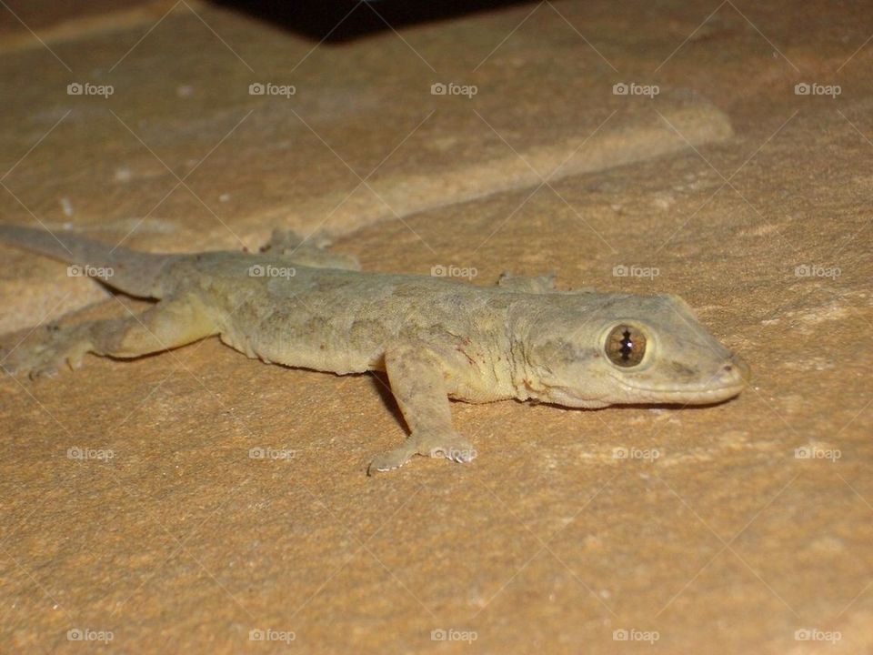 animal lizard gekko gecko by gnagulf