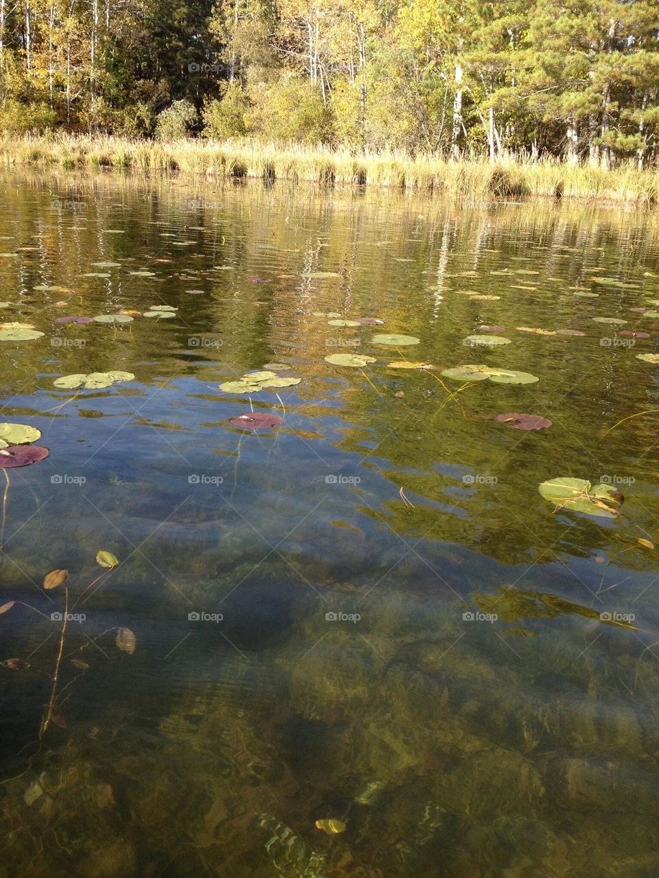 Calm Waters