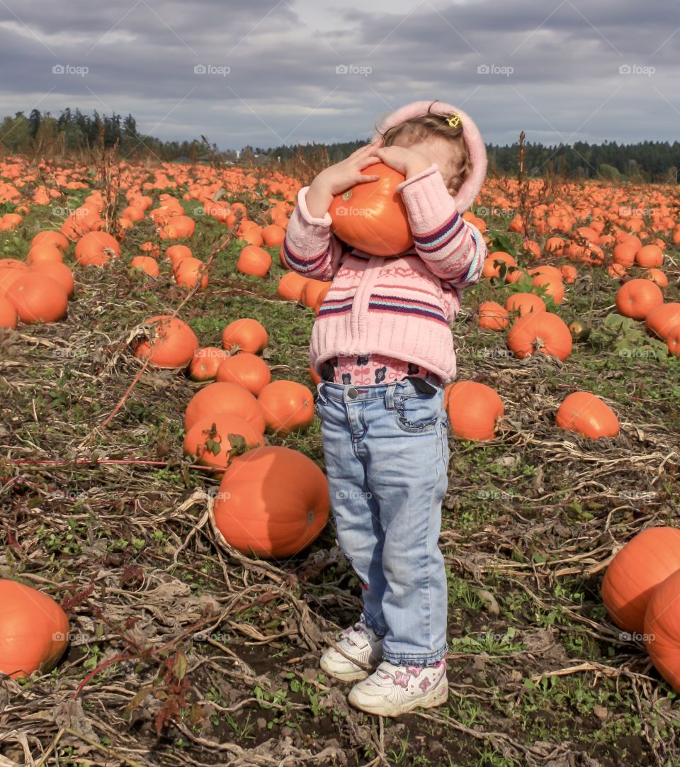 Little girl picking up a big pumpkin in a pumpkin patch