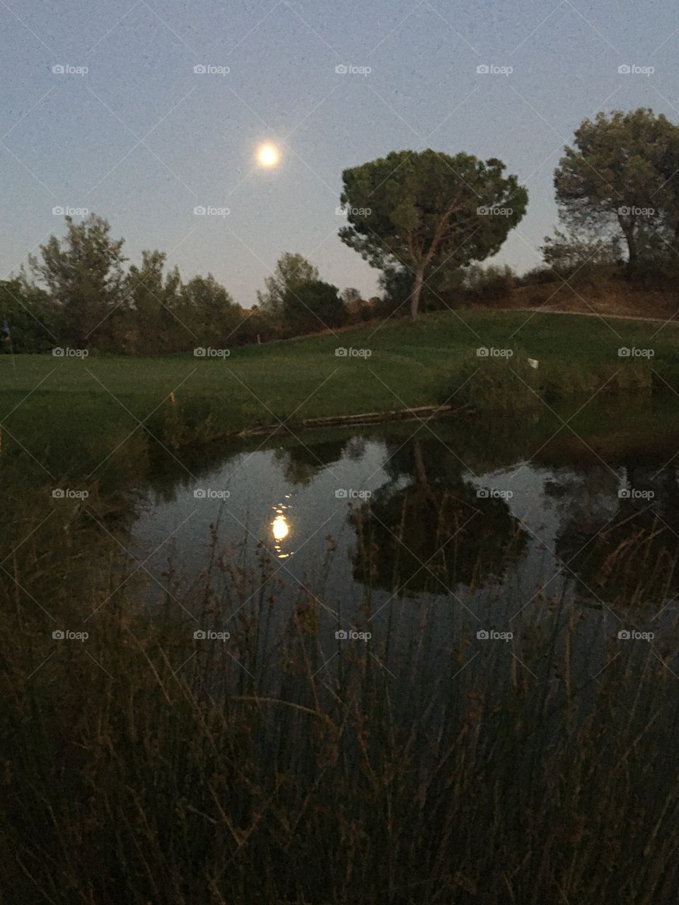 Moonlight on the pond