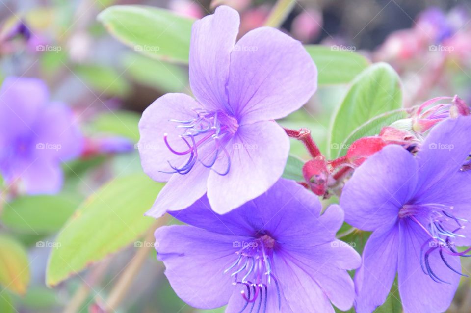 Purple flower