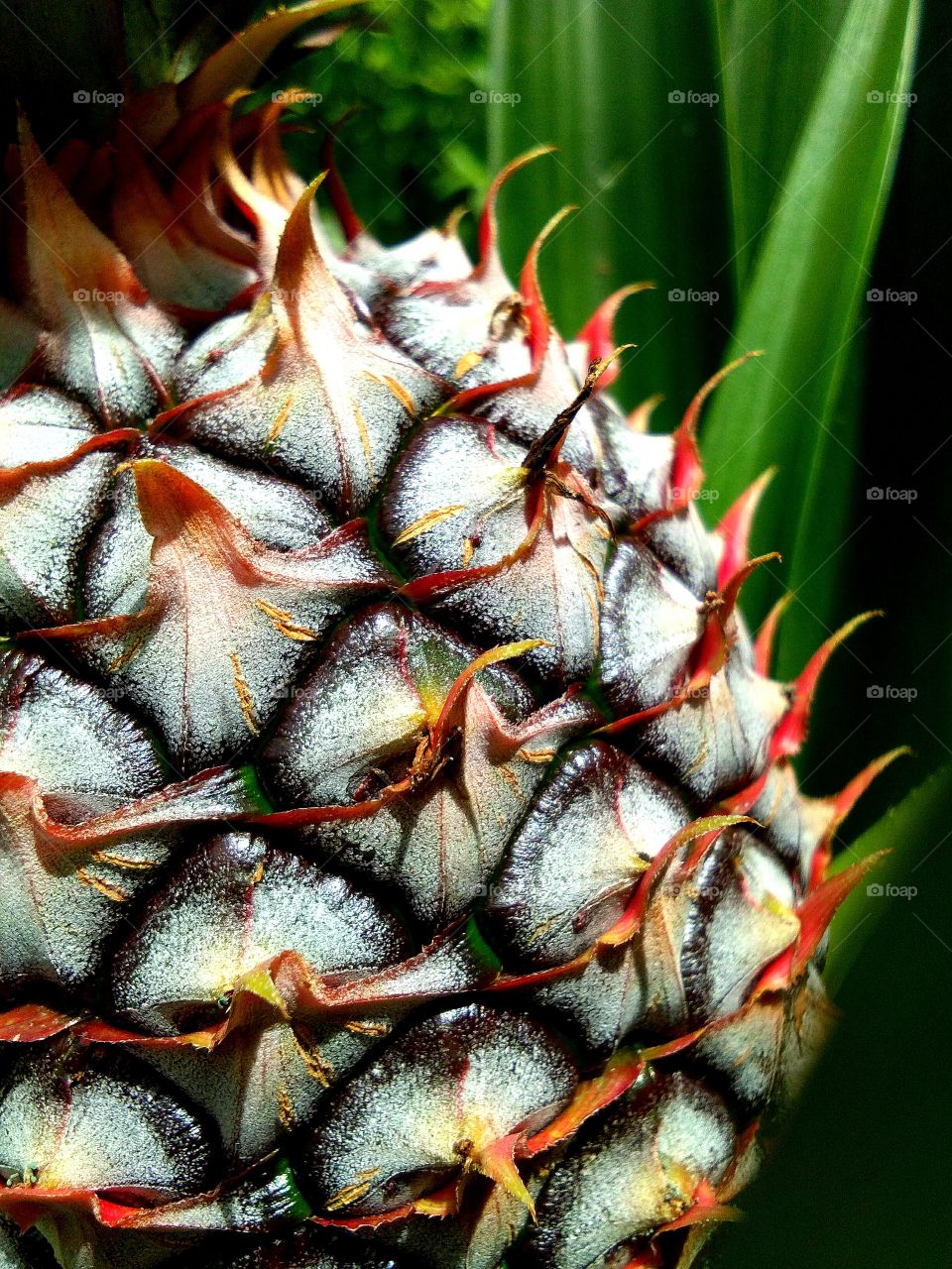 young pineapple at my field