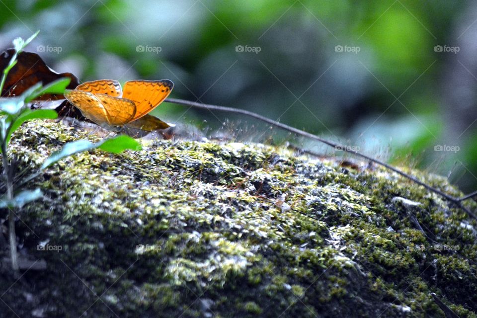 Orange butterfly in the jungle