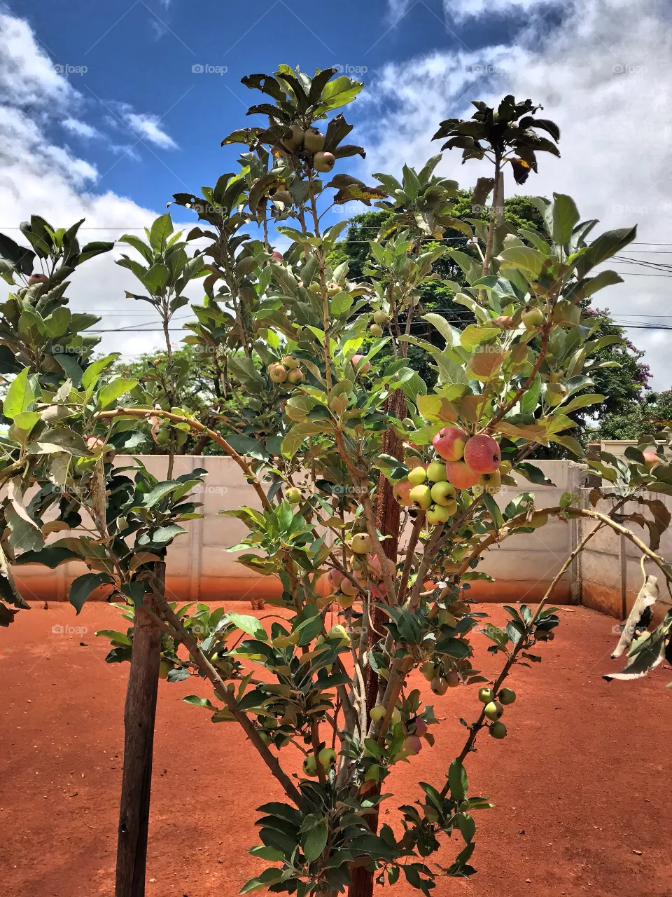 Apple tree 
