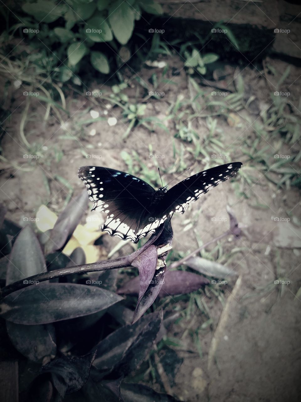Butterfly,