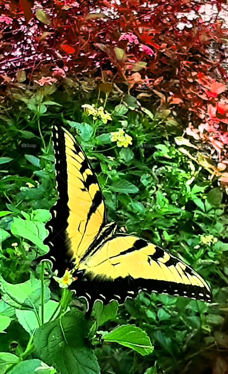 tiger striped swallow tail butterfly grabbing an afternoon snack provided by the Lantana
