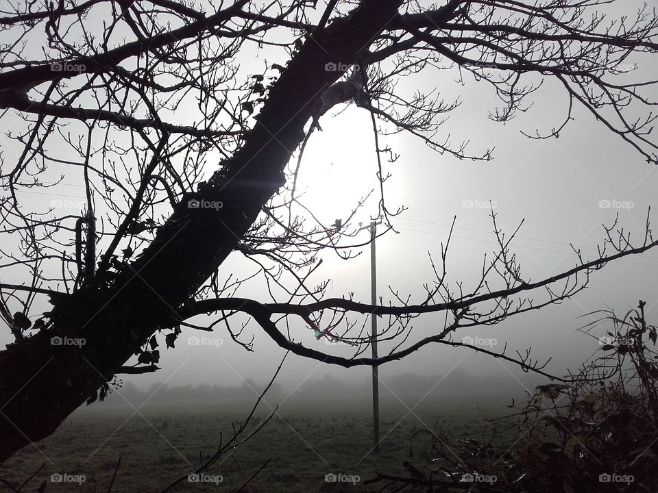 Bare winter tree shrouded in mist with a low winter sun in the background