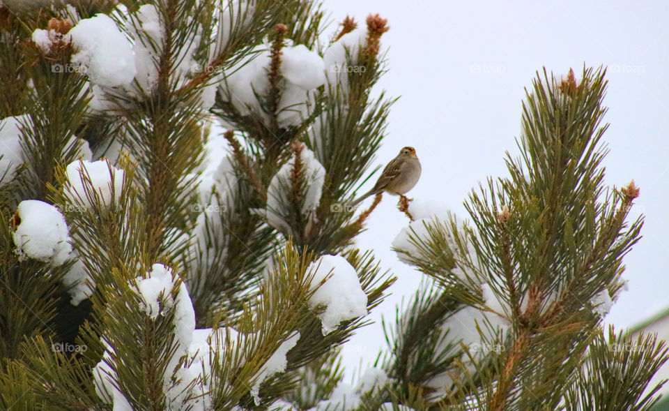 Bird peeking out from the tree 