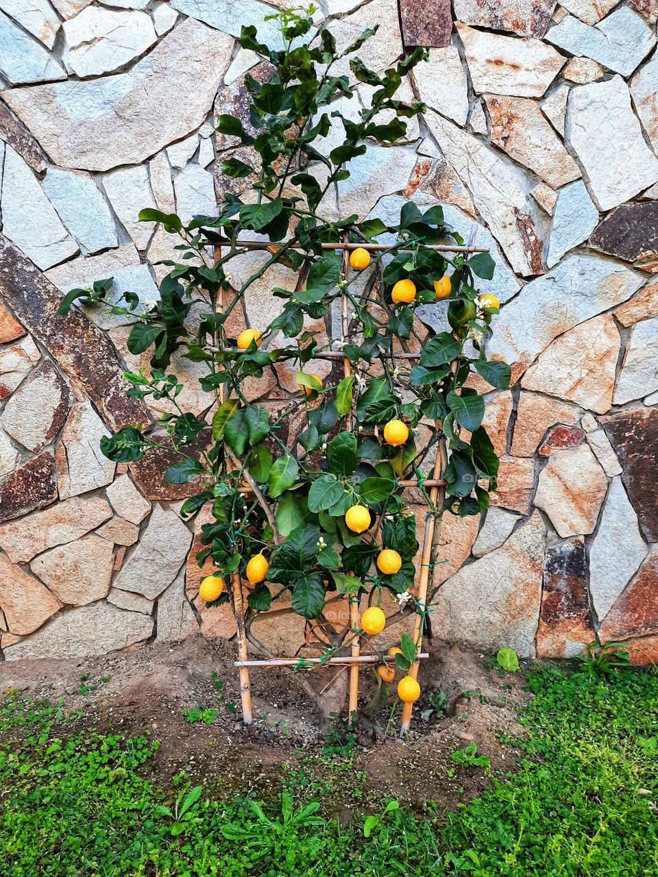 Lemon tree