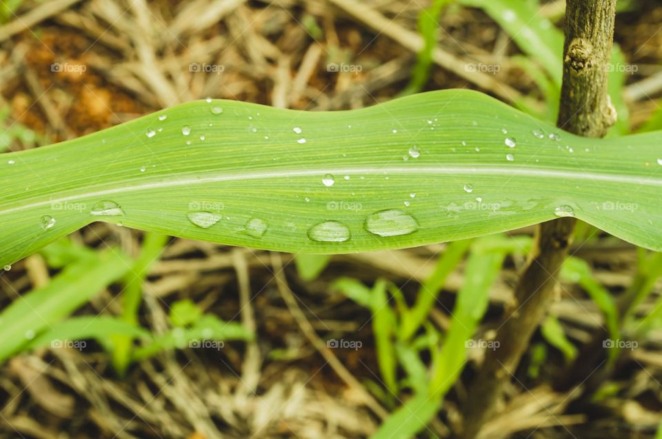 Water Droplets On Corn Tree Leaf