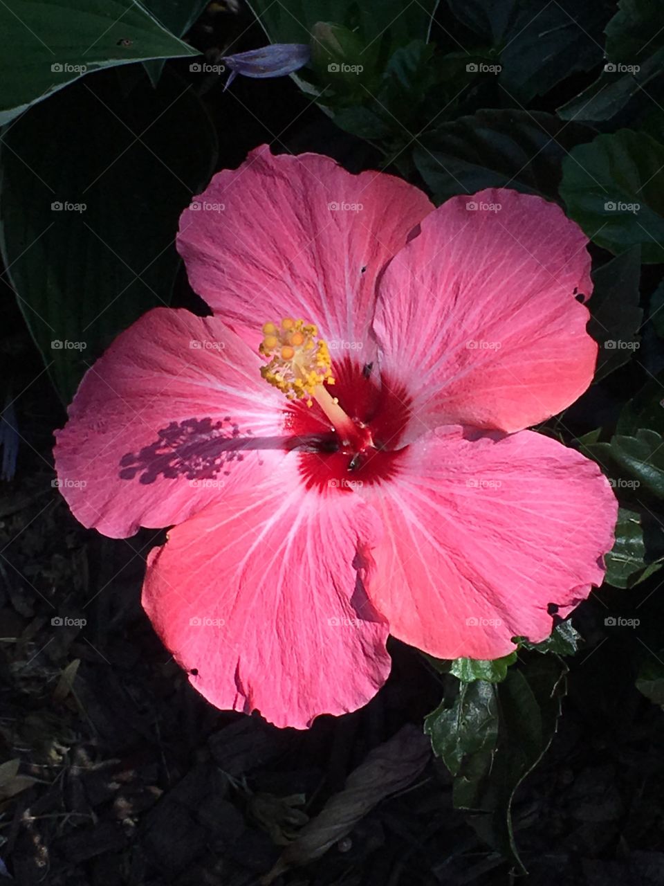 Hibiscus in shadow