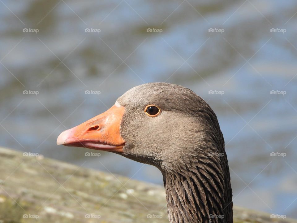 A close up of a goose 