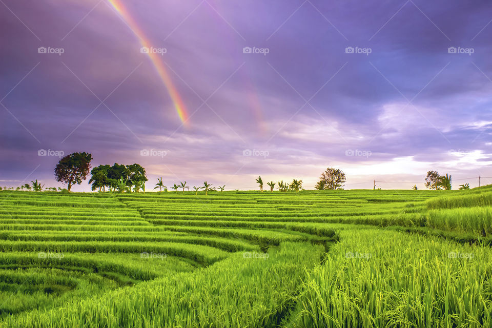 morning rainbows at rice fields