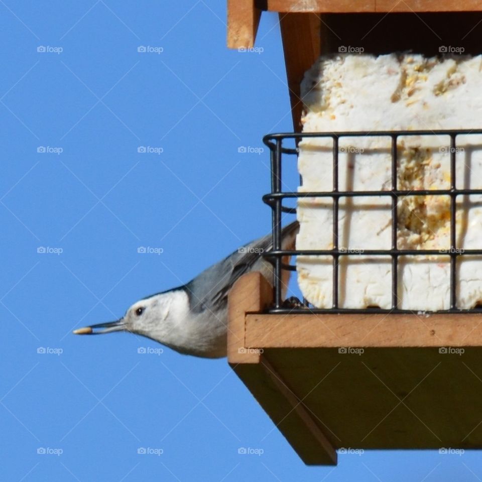 White - breasted Nuthatch