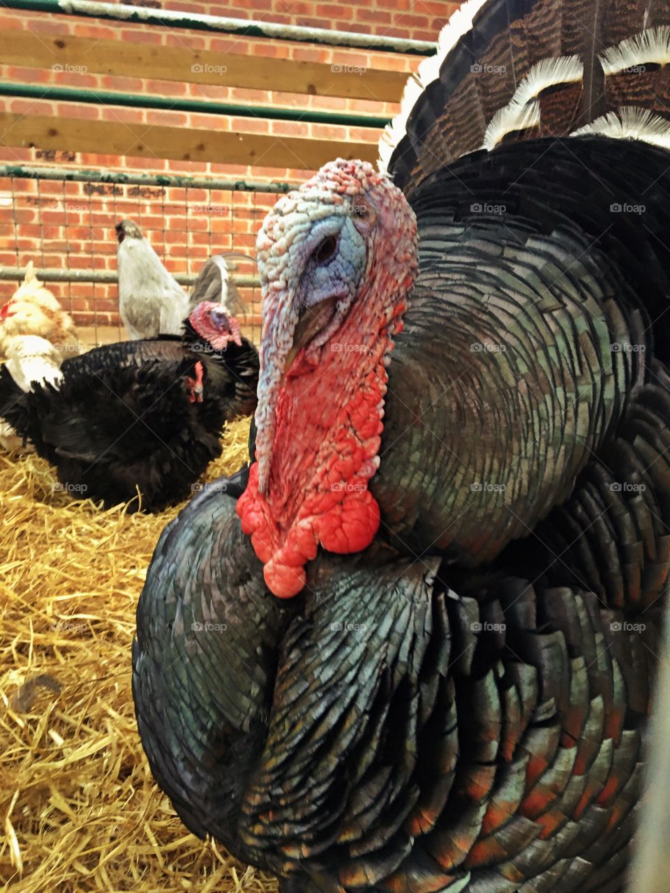Close up on a big displaying Turkey at the farm