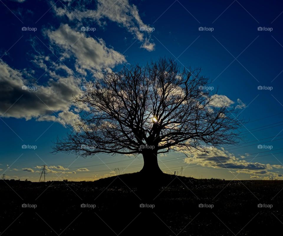 Falltime in nature is beautiful nature .
colorful, strong ,power, beautiful skies and nature is Autumn. 
This tree is ready for the winter