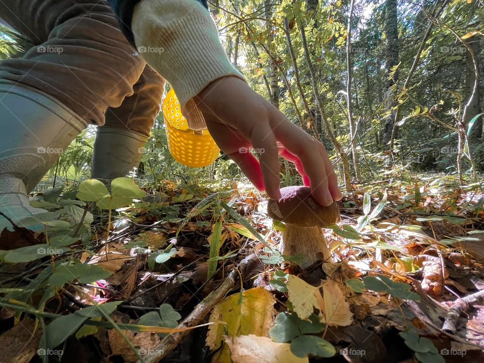 Child hand and mushroom in autumn forest