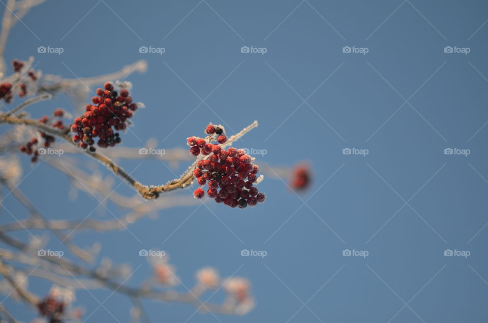 Frost and wild berries