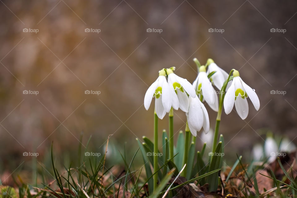 Group of snowdrops growing in grass.