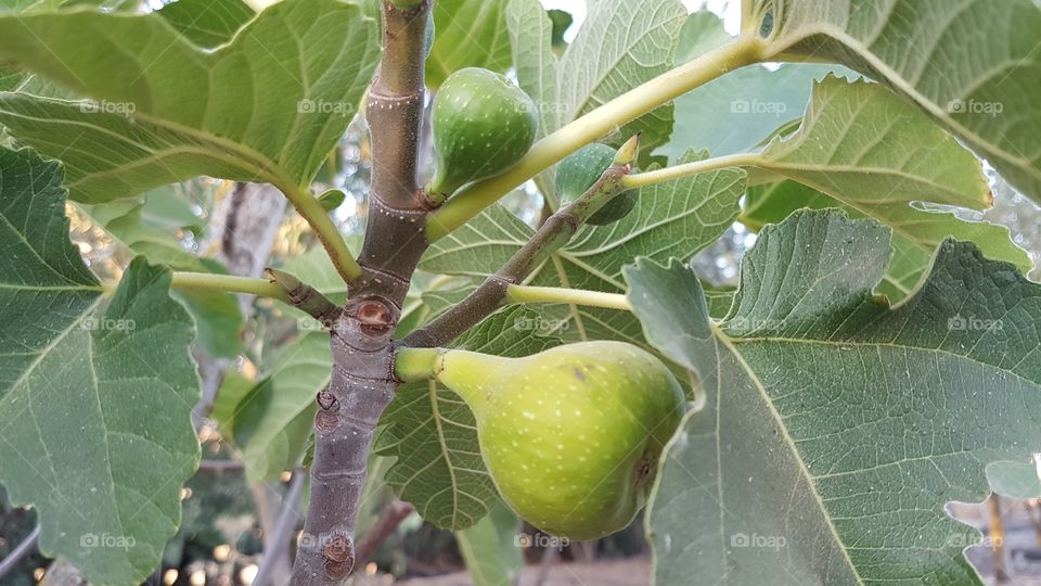 Figs tree _ Nature of Morocco