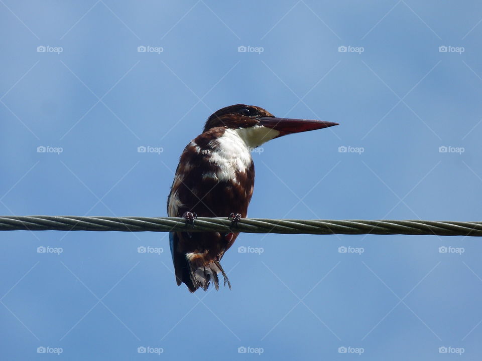 Breasted kingfisher