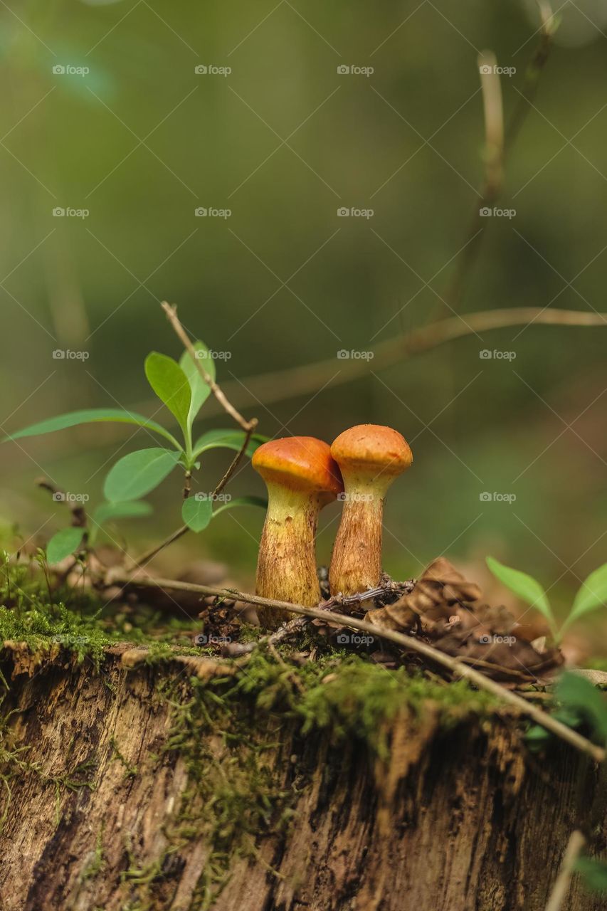 mystical, beautiful, colorful, edible and poisonous mushrooms growing. in the forest, located near the river, hidden under leaves and in the bark of trees. beauty of nature