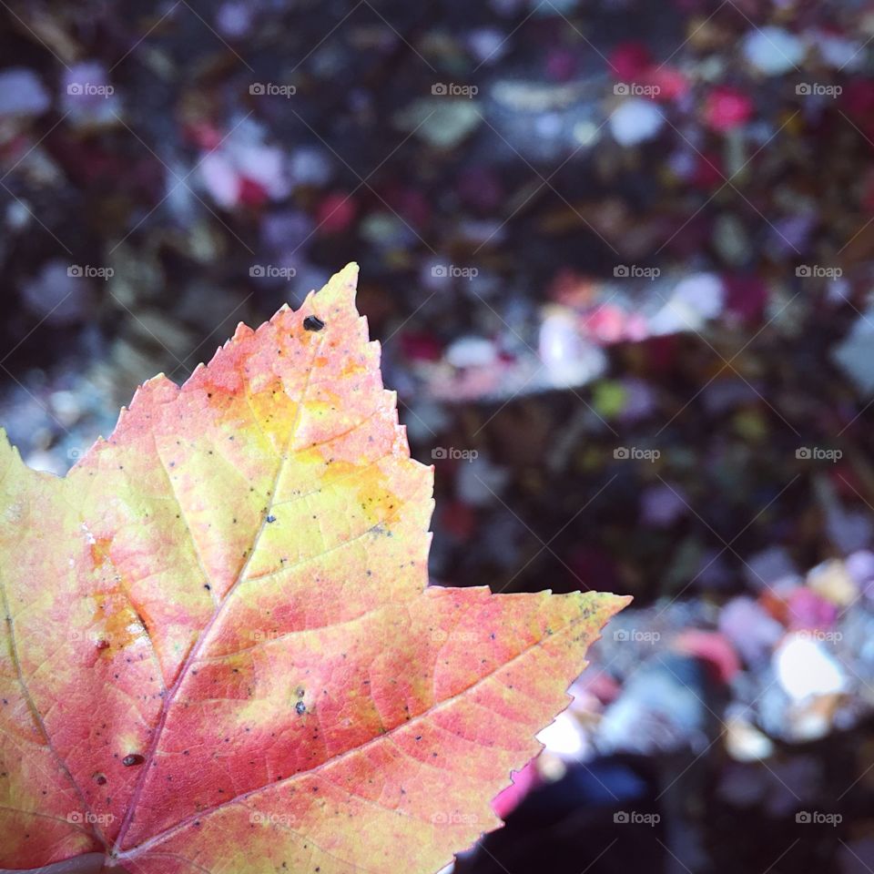 Fall in New England is wonderful. 