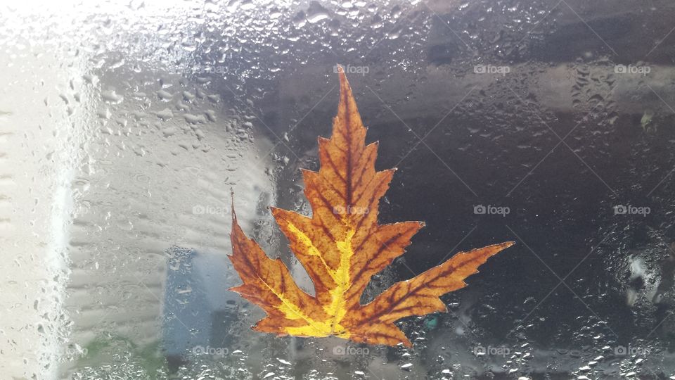 Perfect fall leaf stuck on wet window