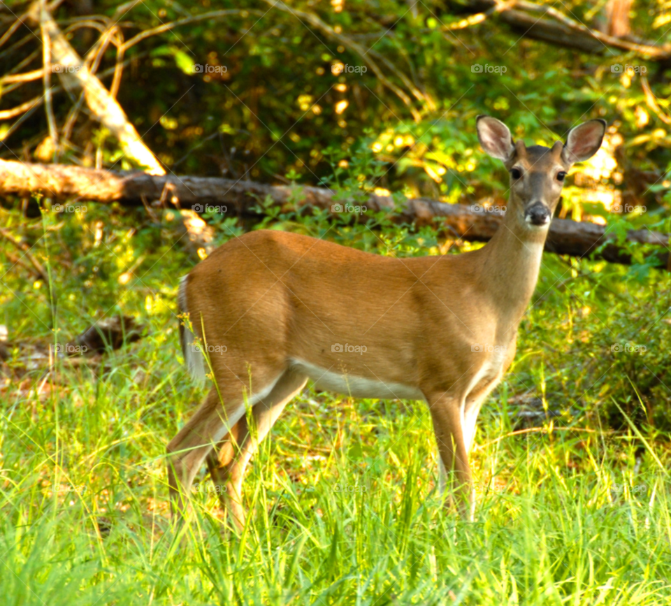 animal wild deer doe by lightanddrawing