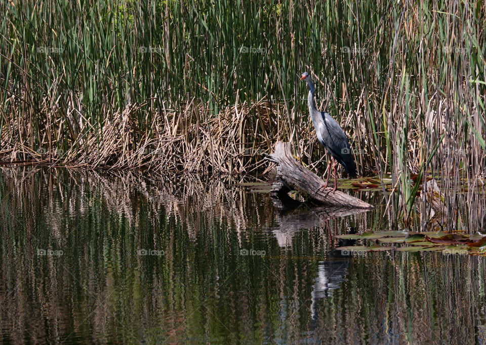 Heron perching on log by lake