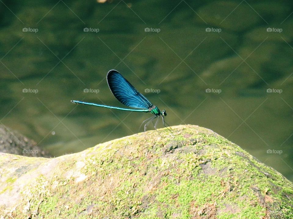 The dragonfly's blue body and black-green wings contrast sharply with the calm green water in the background, highlighting its beauty. Resting on a rock, it showcases the harmonious beauty of nature.