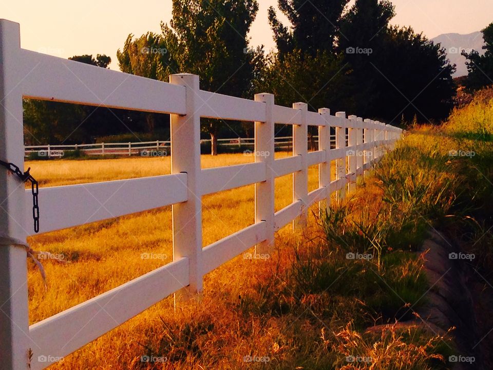 Golden. Photo shot of a golden field with an old country fence
