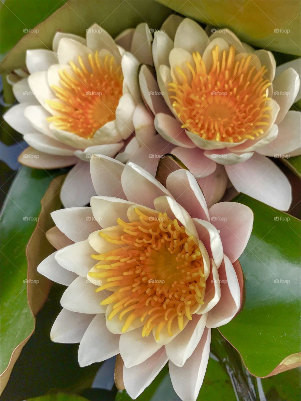 Water lilies 