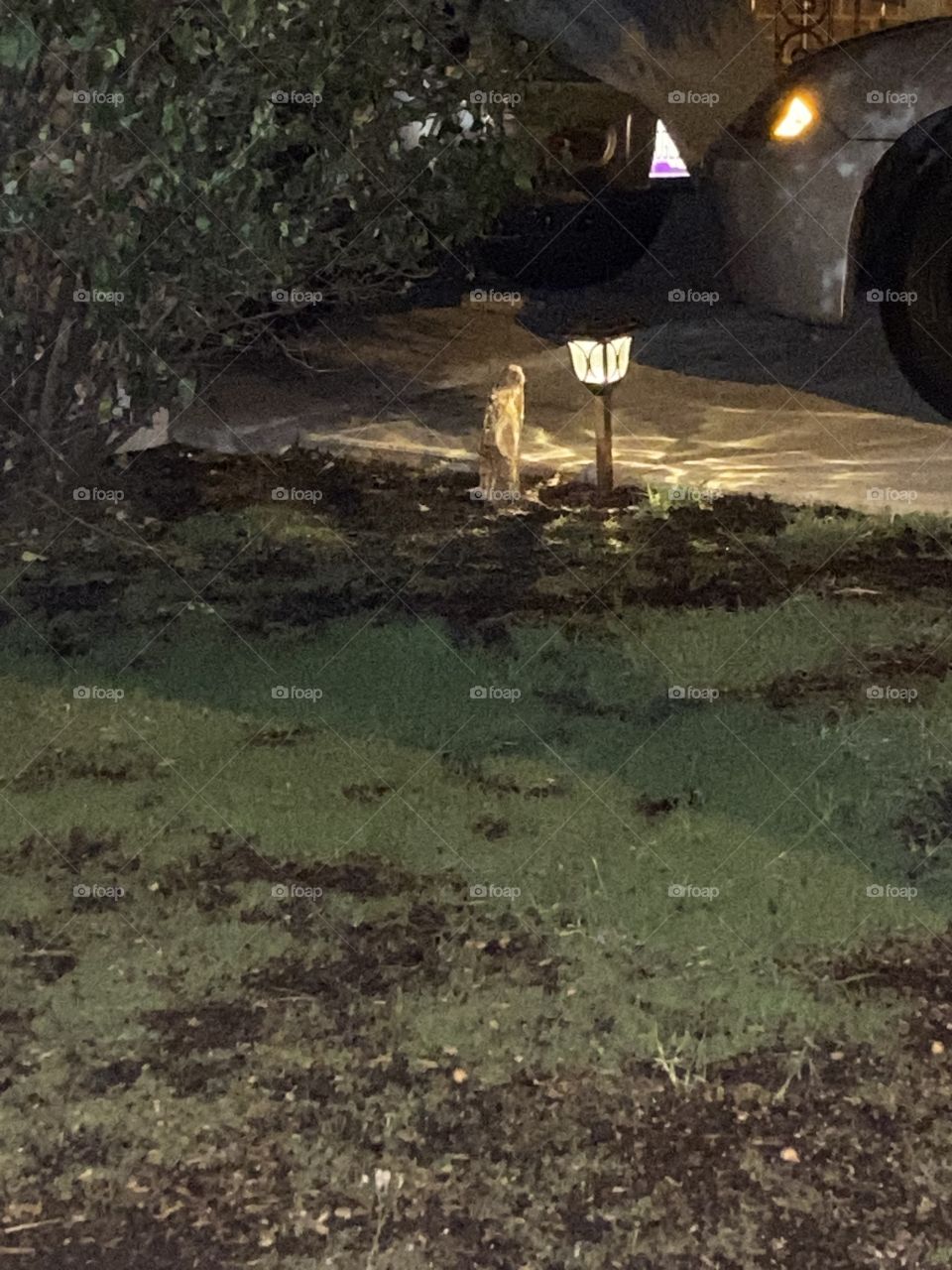 Am i a statue or just a rock?