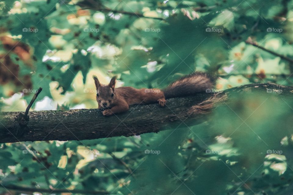 funny squirrel resting in the autumn forest