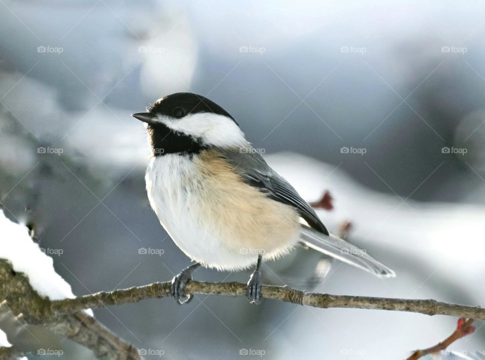 A little chickadee in the winter