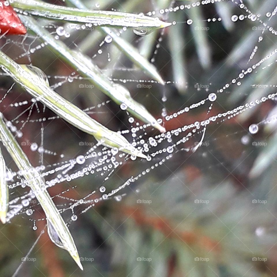 misty  autumn  morning with dew condensing on cobweb  suspended on spruce